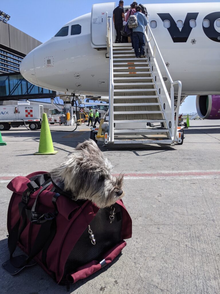 dog in carrier about to board plane