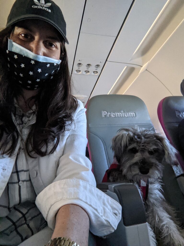 dog in plane sitting premium