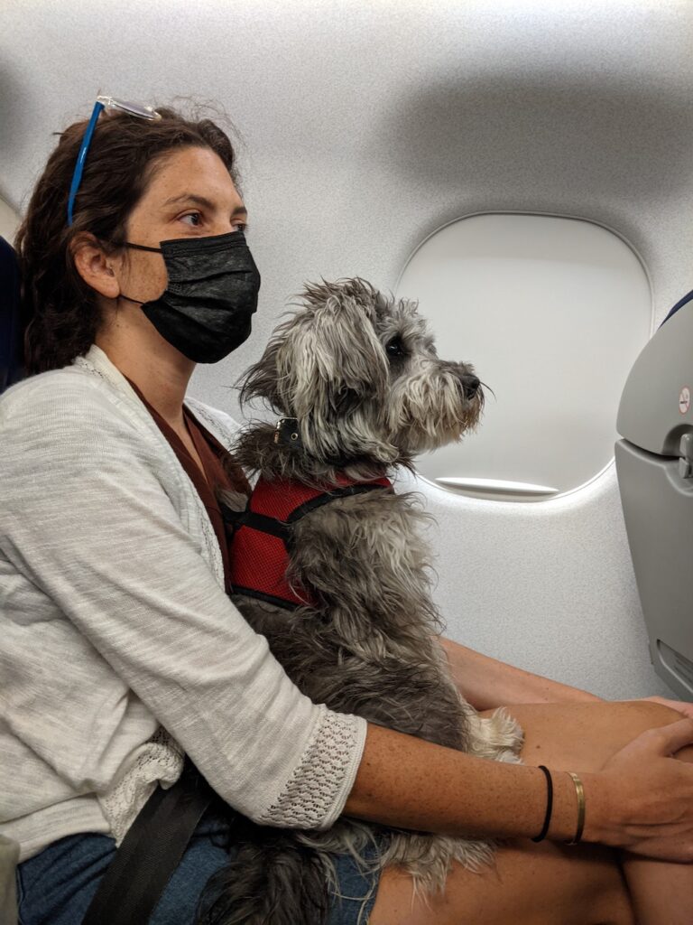 dog sitting on owners lap in plane