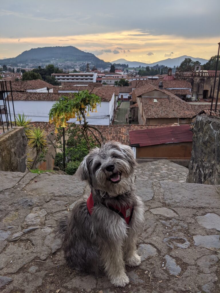 dog in San Miguel Allende