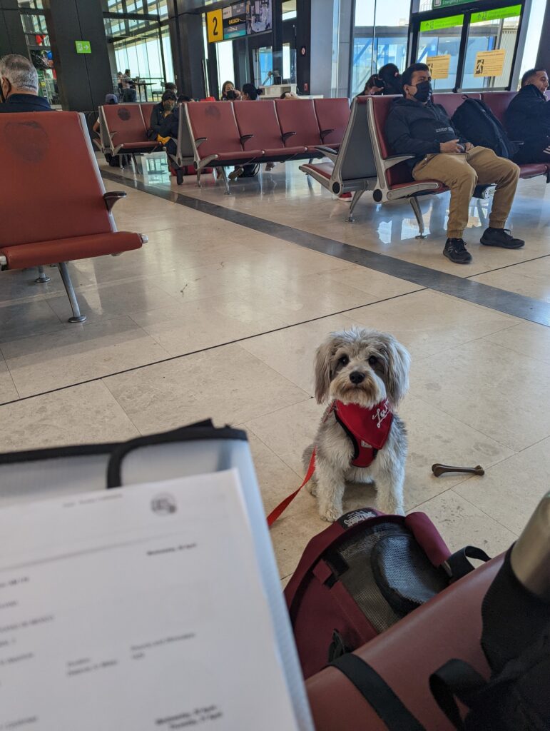 dog waiting for plane