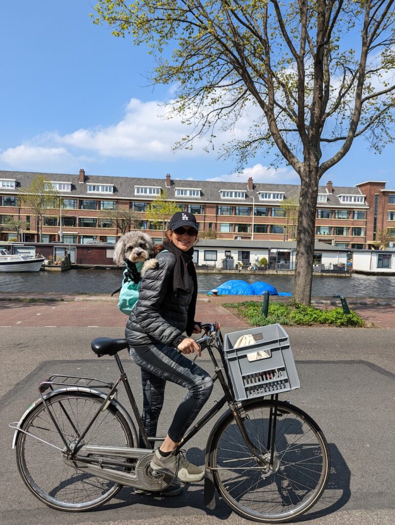 dog on a bike bag