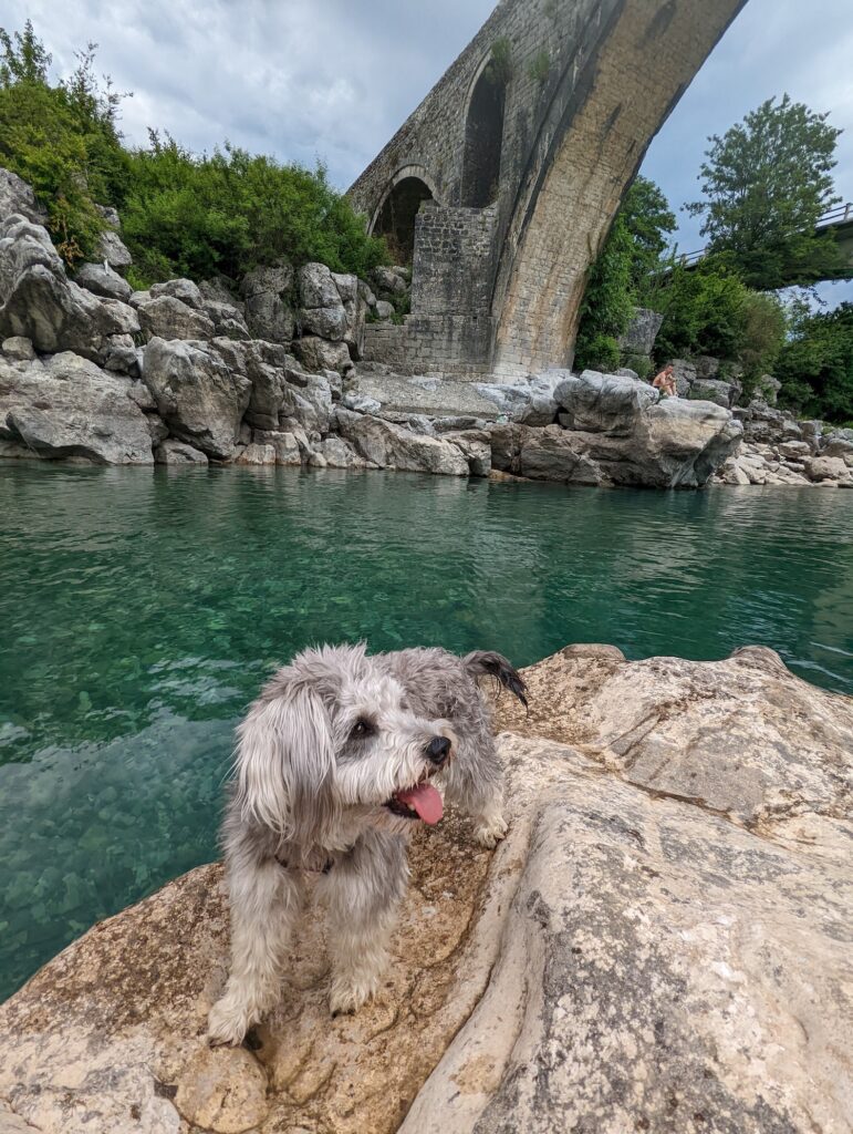 Dog in Albania