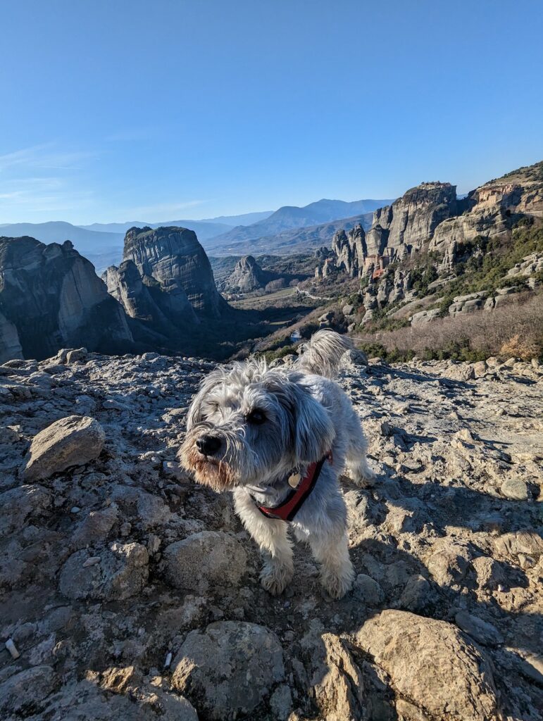 dog in Meteora Greece